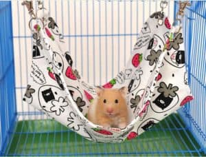 souris dans une cage avec accessoires