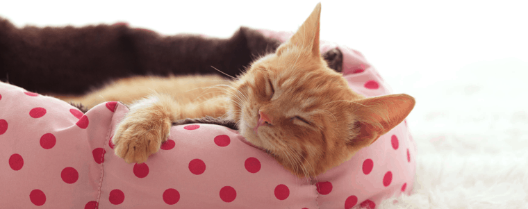 petit chat dans un panier pour chat 