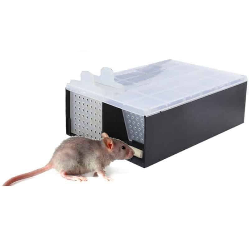 Meilleure piège à rats le comparatif en décembre 2020