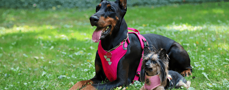 deux chiens avec harnais pour chien