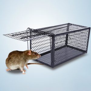 piège à rats avec rat