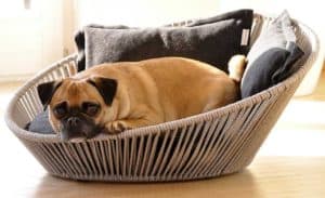 chien dans un panier pour chien petit