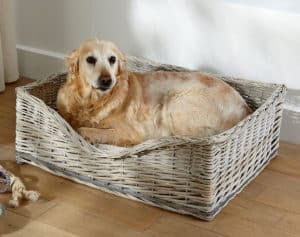 chien dans un panier pour chien grand