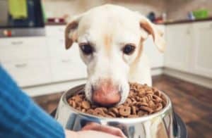 bol de croquettes pour chien