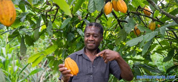 Un homme dans une plantation de cacao