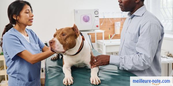 un chien avec un homme chez le vétérinaire