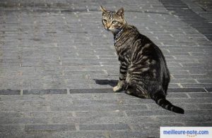 joli chat tigré en promenade dans son quartier