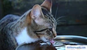 Un joli chat tigré qui boit de l'eau dans une gamelle