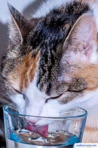 Gros chat qui boit dans un verre