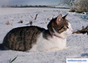 Très beau et grand chat avec collier rose en nylon