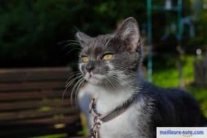 Un chat gris avec son collier gris assorti à son pelage