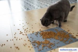 chat mangeant croquettes dispersées sur le sol