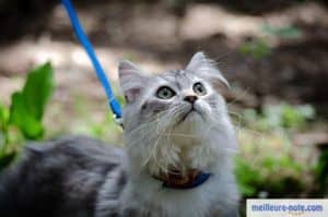 chat en promenade avec collier et laisse bleu