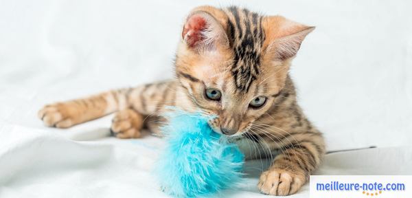 Un chaton avec son jouet bleu