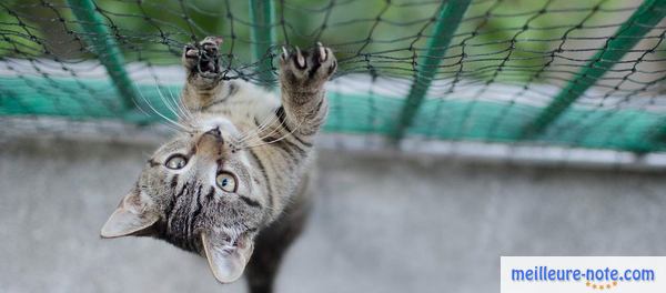 Un chaton qui tente d'escalader la clôture en métal