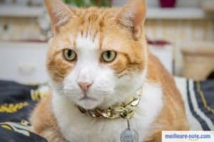 Un chat avec son collier fantaisie doré et médaillon