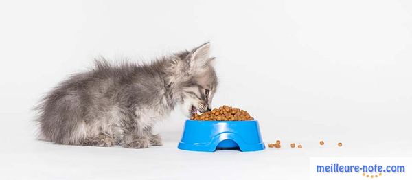 chaton en train de manger ses croquettes