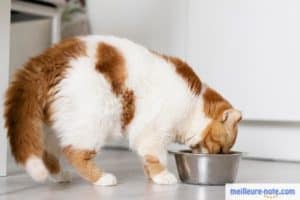 gros chat en train de manger dans la cuisine