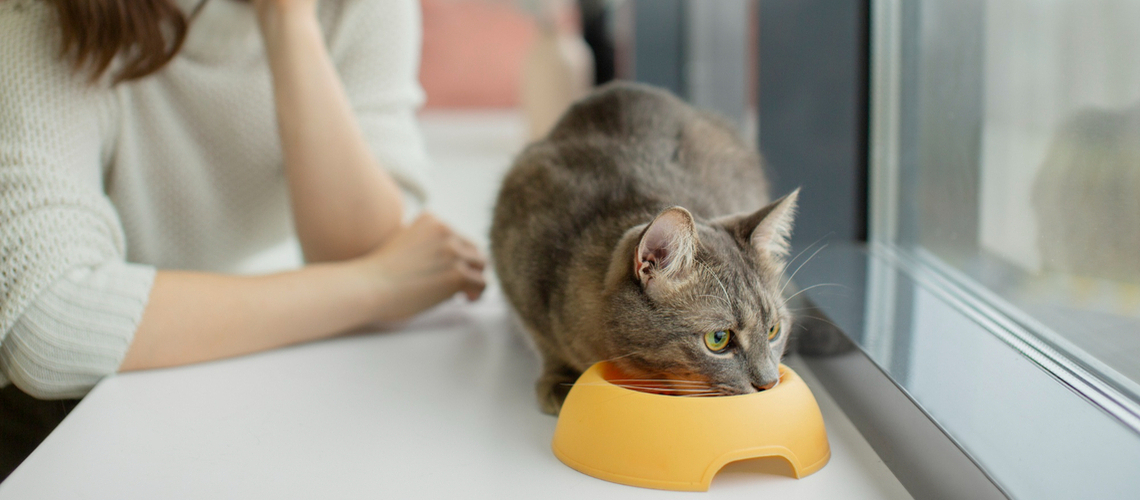 Chat et vomissement