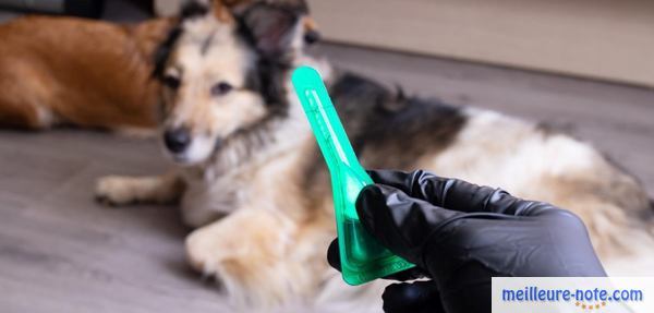 un chien qui attend son traitement anti-puce