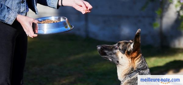 un chien qui attend son repas