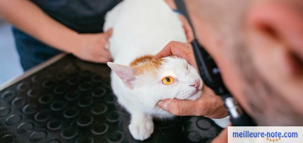 Un chat qui se fait examiner l'oeil