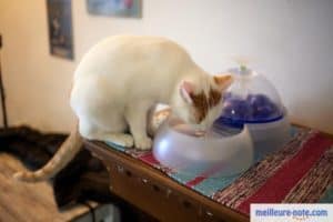 un beau chat blanc boit de l'eau