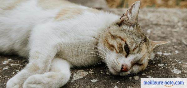 un chat blanc qui se repose