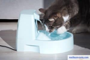 un chat gris boit de l'eau