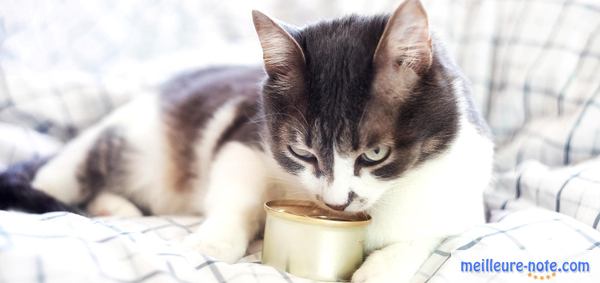 un chat avec une boîte de paté