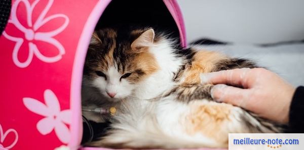 Un chat sous sérum dans sa cage de transport