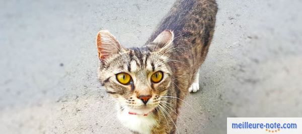 un chat gris à l'extérieur