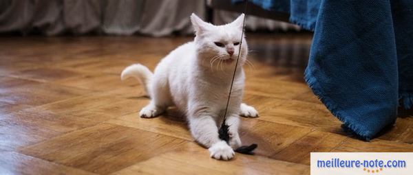 Un beau chat blanc qui joue dans le salon