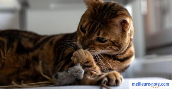 un chat tigré et son jouet souris