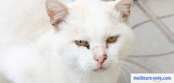 Un chat qui souffre d'une infection de l'œil