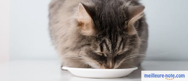 un chat mange dans une assiette