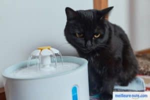 un chat noir près de sa fontaine à eau