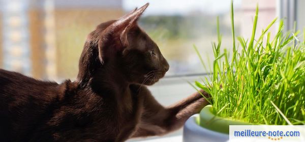 un chat à coté de son herbe