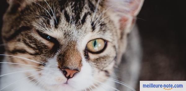 Un chat qui a mal à son œil gauche 