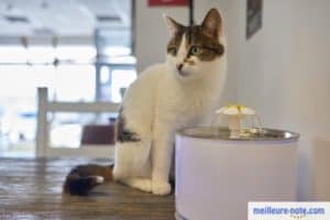 un chat devant sa fontaine à eau