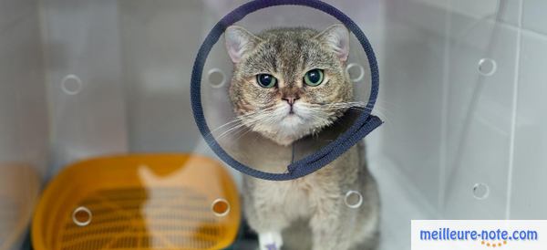 Un chat placé en quarantaine dans une cage vitrée