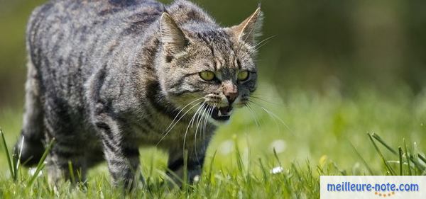 Un chat qui a une boule de poils dans la gorge