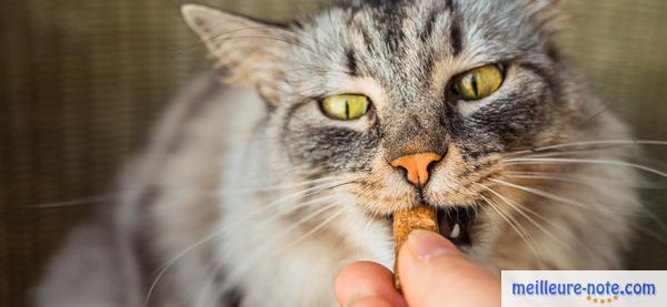 un chat croque son vitamine