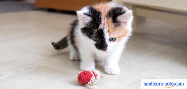 Un chaton tricolore qui joue