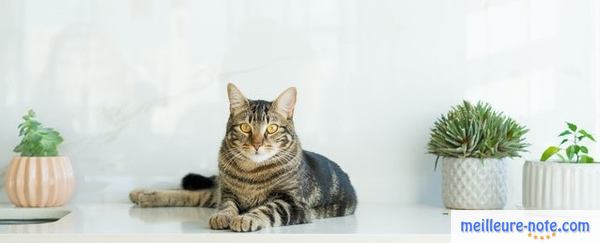 Un chat et trois plantes d'intérieur