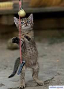 Un chaton qui attrape son jouet suspendu