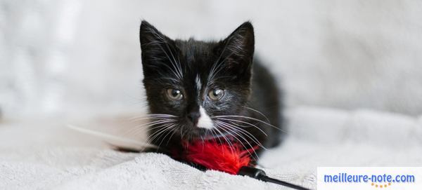 petit chaton noir qui joue