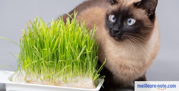 Acheter Gim Cat herbe à chat avec graine d'herbe d'orge naturelle
