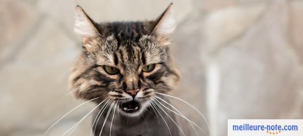 Un chaton qui a une boule de poils dans la gorge