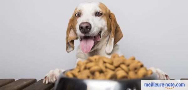 un chien qui sort sa langue